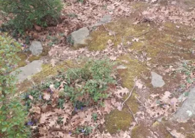 Affordable Landscaper in Yonkers NY