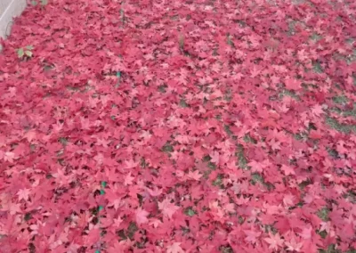 Reliable Landscaper in Yonkers NY